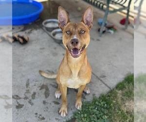 Pharaoh Hound Dogs for adoption in Modesto, CA, USA