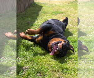 Leona - Female Rottweiler Dog for Adoption - Photo #3
