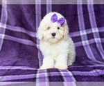 Small #4 Bichpoo