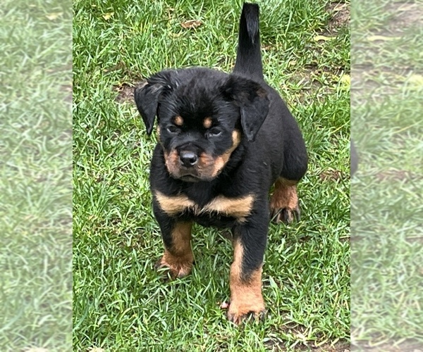 Medium Photo #1 Rottweiler Puppy For Sale in HUNTINGTN STA, NY, USA