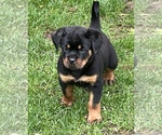 Puppy Puppy 1 Rottweiler