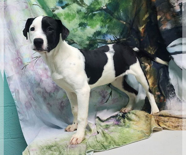 Medium Photo #1 Labrador Retriever-Unknown Mix Puppy For Sale in Wetumpka, AL, USA