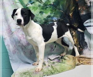 Labrador Retriever-Unknown Mix Dogs for adoption in Wetumpka, AL, USA