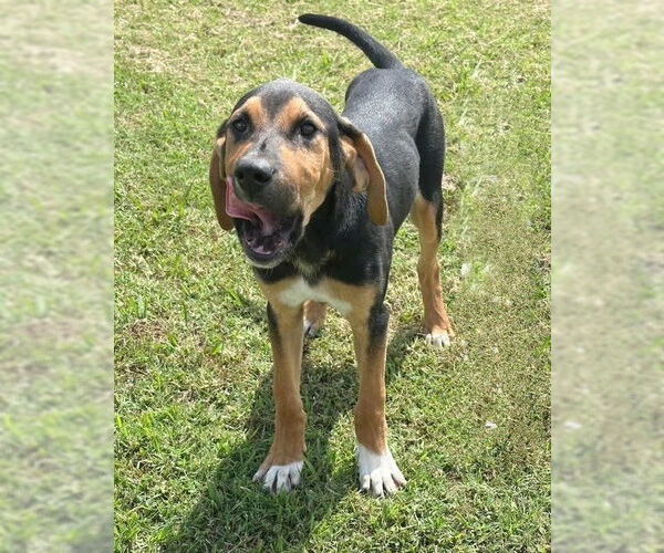 Medium Photo #4 Mutt Puppy For Sale in Genesee, WI, USA
