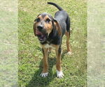 Small #3 Mutt