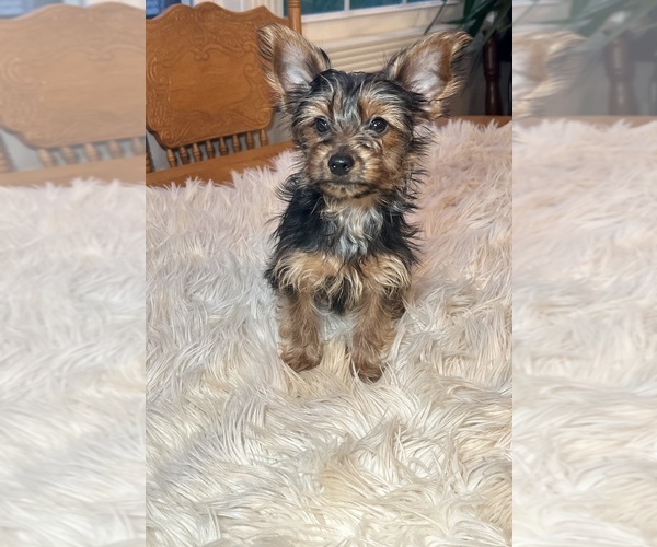 Medium Photo #1 Yorkshire Terrier Puppy For Sale in ELKTON, KY, USA