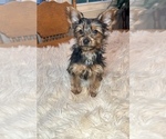 Small Photo #1 Yorkshire Terrier Puppy For Sale in ELKTON, KY, USA