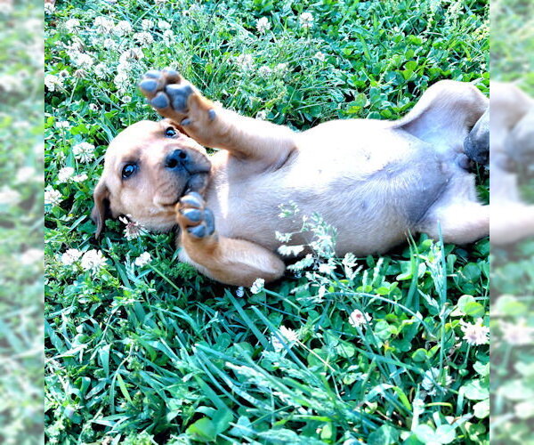 Medium Photo #6 Border Collie Puppy For Sale in Rutherfordton, NC, USA