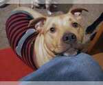 Small Photo #3 American Staffordshire Terrier-Mastiff Mix Puppy For Sale in DES MOINES, WA, USA