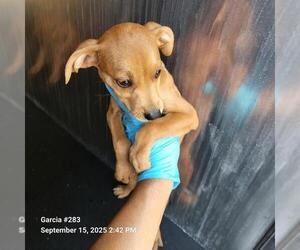 Mutt Dogs for adoption in San Antonio, TX, USA