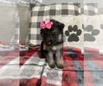 Small #1 German Shepherd Dog