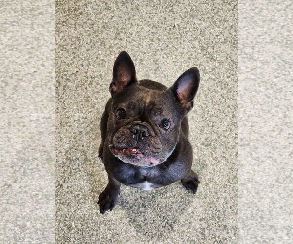 Medium Photo #1 French Bulldog Puppy For Sale in St. Louis Park, MN, USA