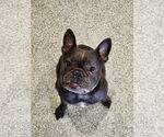Small French Bulldog