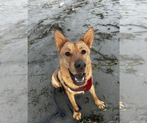 Buttercup - Male Siberian Husky-Unknown Mix Dog for Adoption - Photo #4
