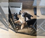 Small Photo #18 German Shepherd Dog Puppy For Sale in LA FAYETTE, NY, USA