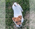 Small #38 Jack Russell Terrier