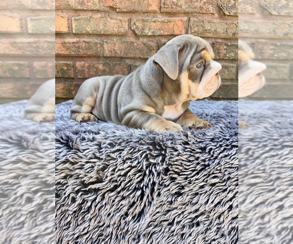 Medium Photo #7 English Bulldog Puppy For Sale in SODDY DAISY, TN, USA