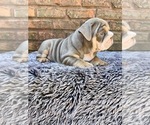 Small #6 English Bulldog