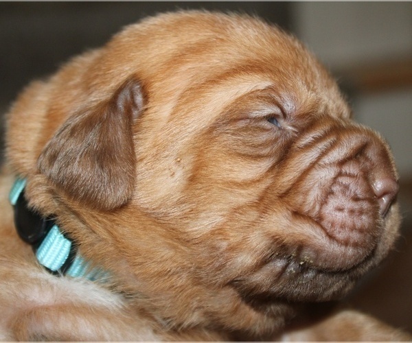 Medium Photo #4 Dogue de Bordeaux Puppy For Sale in ATTLEBORO, MA, USA