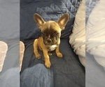 Puppy Blu Faux Frenchbo Bulldog