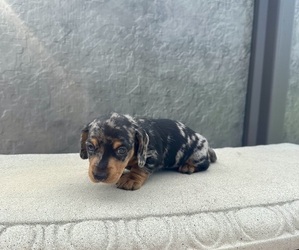 Dachshund Puppy for sale in WEBSTER, FL, USA