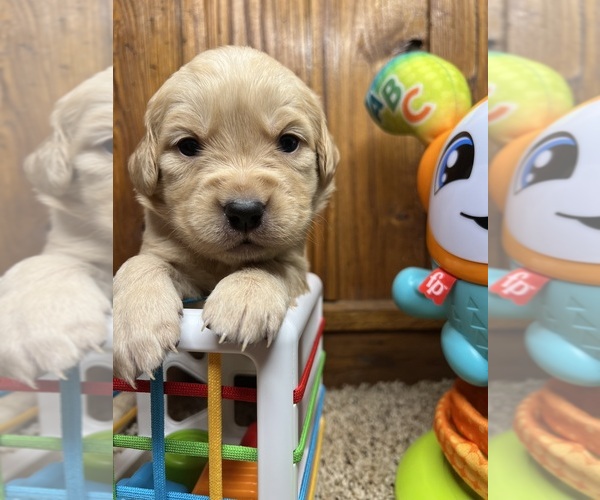 Medium Photo #5 Golden Retriever Puppy For Sale in NEOLA, WV, USA