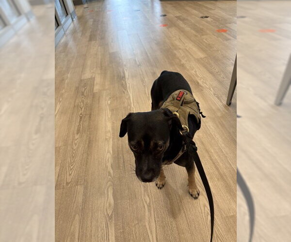 Medium Photo #1 Labrador Retriever Puppy For Sale in Pearland, TX, USA