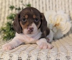 Small Photo #26 Dachshund Puppy For Sale in GOSHEN, IN, USA