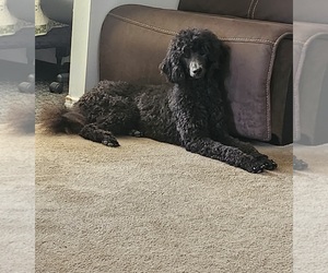 Poodle (Standard) Puppy for sale in DANA POINT, CA, USA