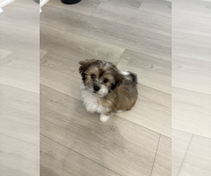 Zuchon Puppy for sale in SPRING, TX, USA