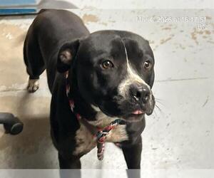 American Pit Bull Terrier Dogs for adoption in Ocala, FL, USA