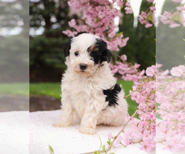 Medium Photo #1 Bernedoodle Puppy For Sale in MILLERSBURG, PA, USA
