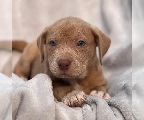 Medium Photo #2 Labrador Retriever-Unknown Mix Puppy For Sale in San Diego, CA, USA