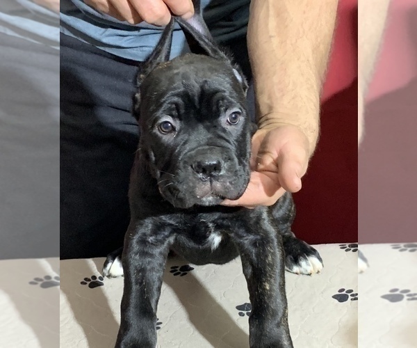 Medium Photo #96 Cane Corso Puppy For Sale in COTTAGE GROVE, OR, USA