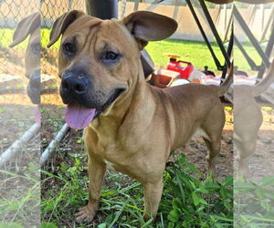 Bulldog-Labrador Retriever Mix Dogs for adoption in Newfoundland, PA, USA