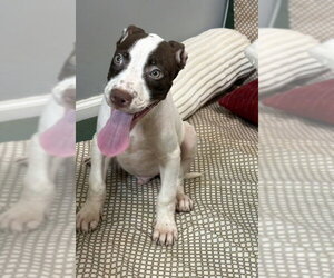 Doug - Male Australian Shepherd-Unknown Mix Dog for Adoption - Photo #2