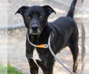 Labrador Retriever Dogs for adoption in Camarillo, CA, USA