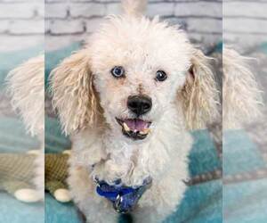 Poochon Dogs for adoption in Kennesaw, GA, USA
