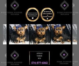 Medium Yorkshire Terrier