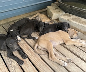 Great Dane Puppy for Sale in MANNFORD, Oklahoma USA