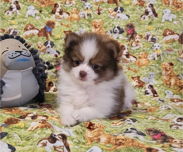 Medium Photo #1 Pomeranian Puppy For Sale in ORRVILLE, OH, USA