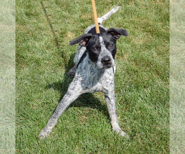 Medium Photo #4 Beagle-Unknown Mix Puppy For Sale in Huntley, IL, USA