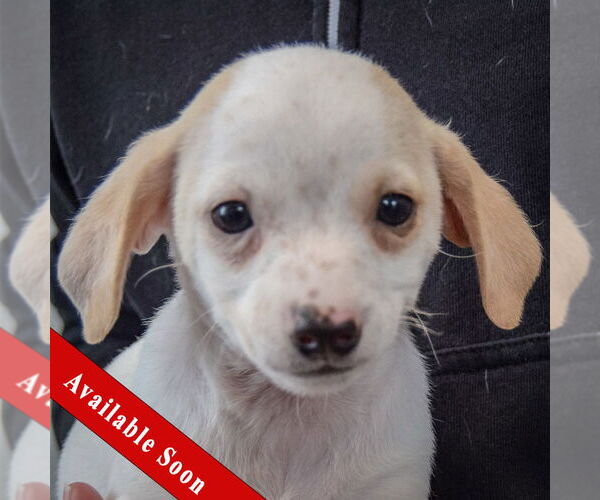 Medium Photo #1 Chiweenie Puppy For Sale in Huntley, IL, USA