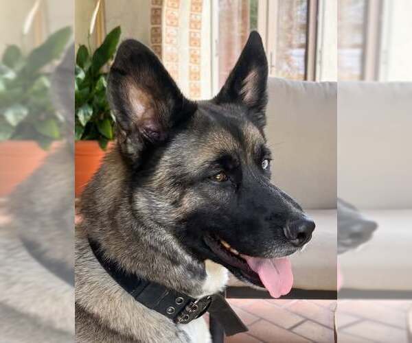 Medium Photo #2 German Shepherd Dog-Huskies  Mix Puppy For Sale in San Diego, CA, USA