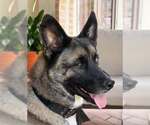 Small #1 German Shepherd Dog-Huskies  Mix