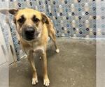 Small German Shepherd Dog
