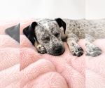 Small #1 Dalmatian-English Springer Spaniel Mix