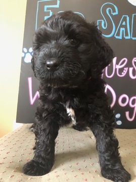 Medium Photo #3 Portuguese Water Dog Puppy For Sale in CALHOUN, GA, USA