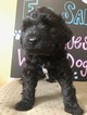Small Photo #3 Portuguese Water Dog Puppy For Sale in CALHOUN, GA, USA