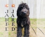 Small Photo #3 Miniature Bernedoodle Puppy For Sale in COOKEVILLE, TN, USA